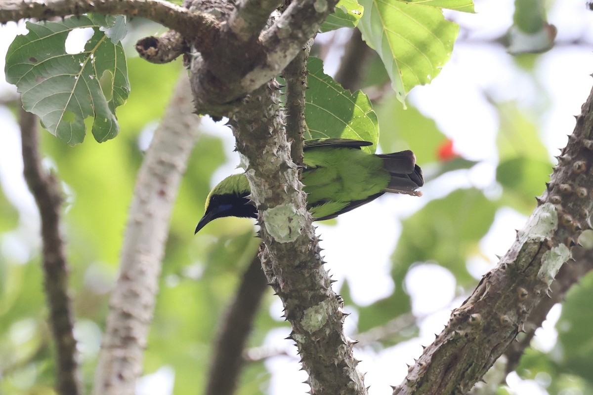 Sumatran Leafbird - ML627135273