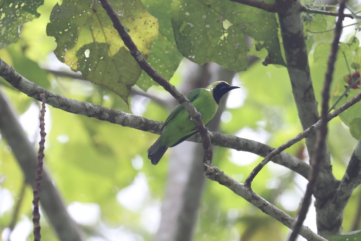 Sumatran Leafbird - ML627135280