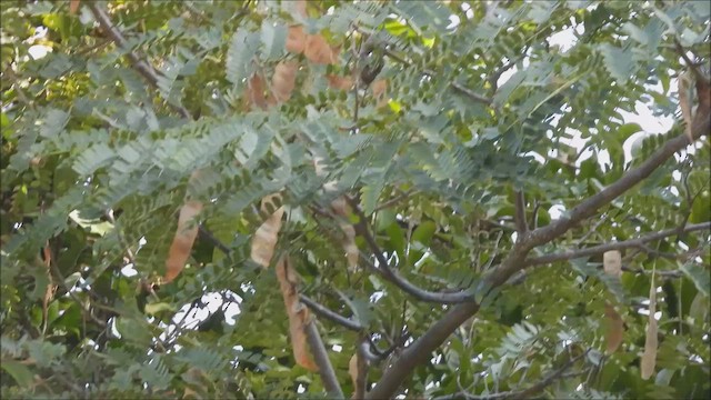 Fire-breasted Flowerpecker - ML627135401