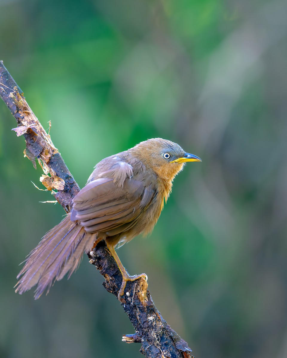 Rufous Babbler - ML627135538