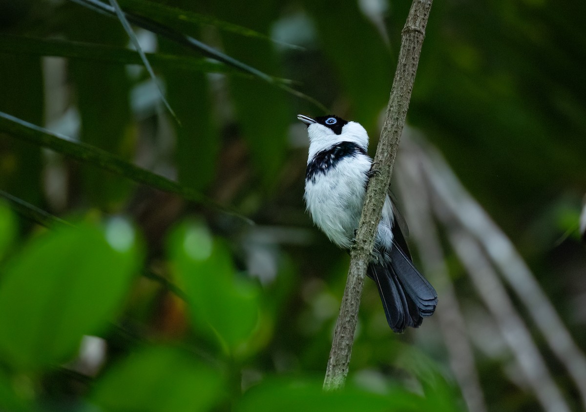 Pied Monarch - ML627135611