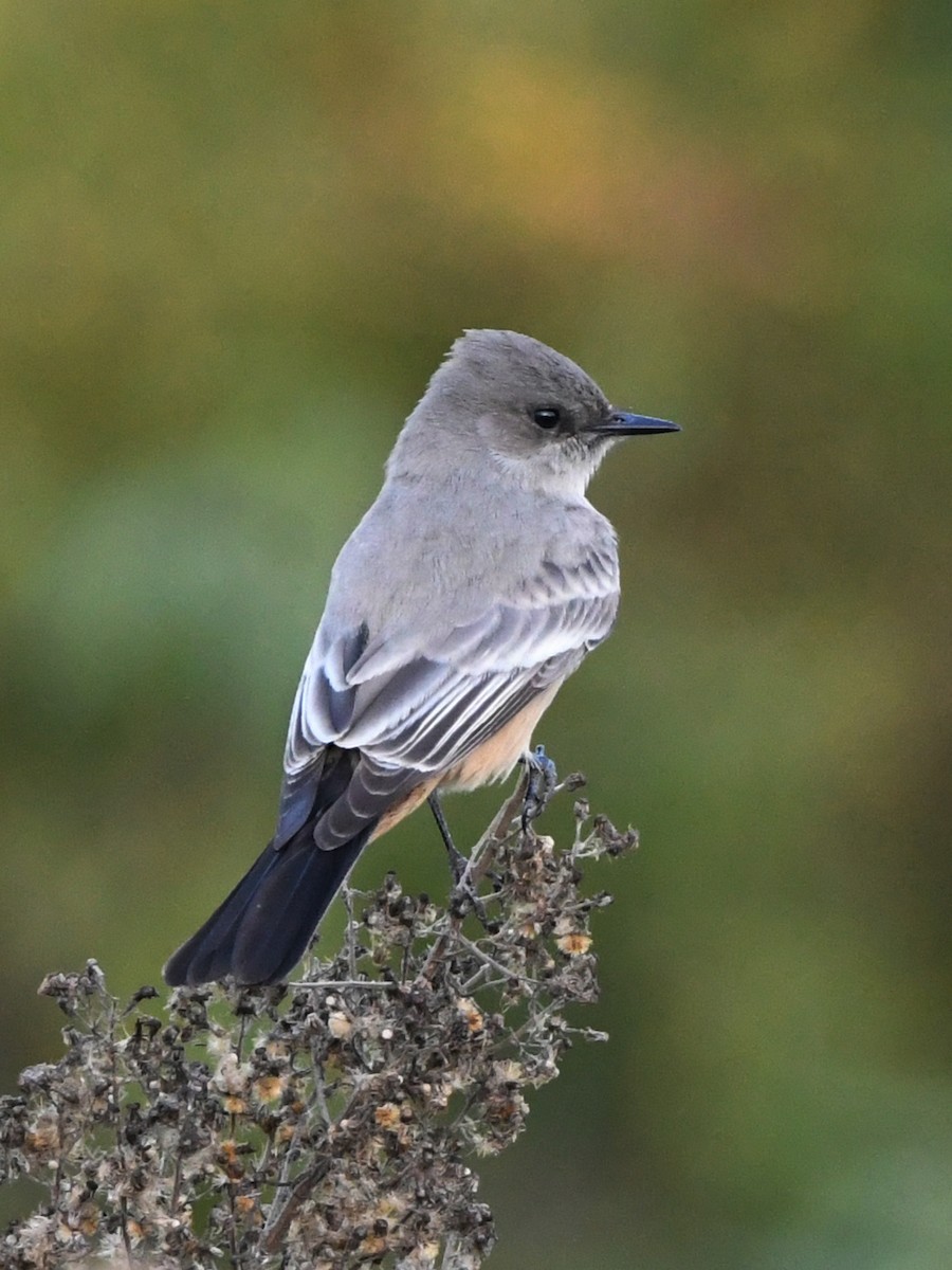 Say's Phoebe - ML627135711