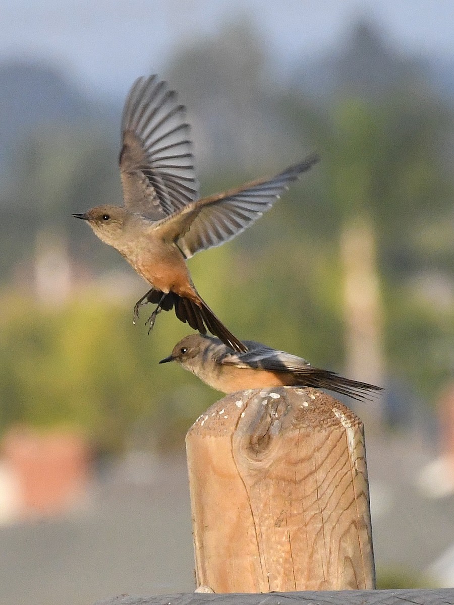 Say's Phoebe - ML627135713