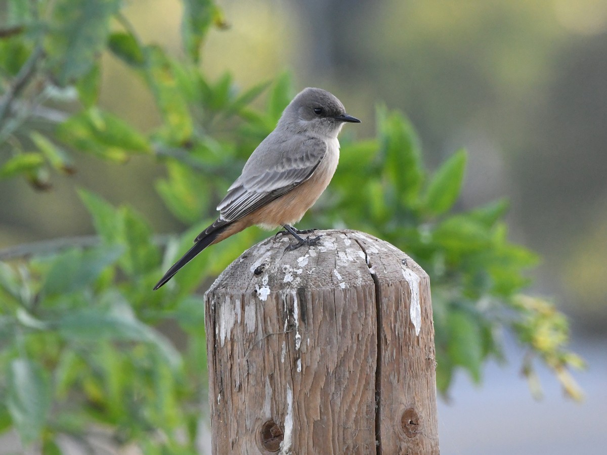 Say's Phoebe - ML627135714