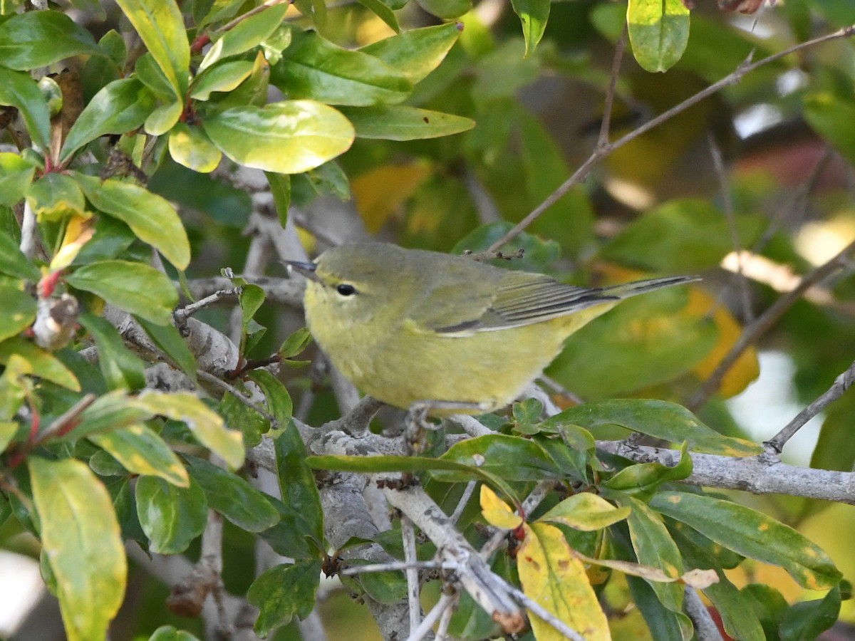 Orange-crowned Warbler - ML627135767