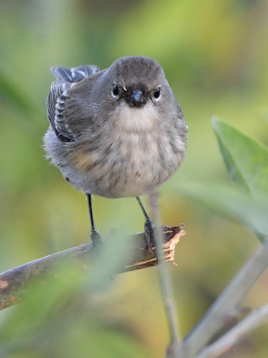 Yellow-rumped Warbler - ML627135788