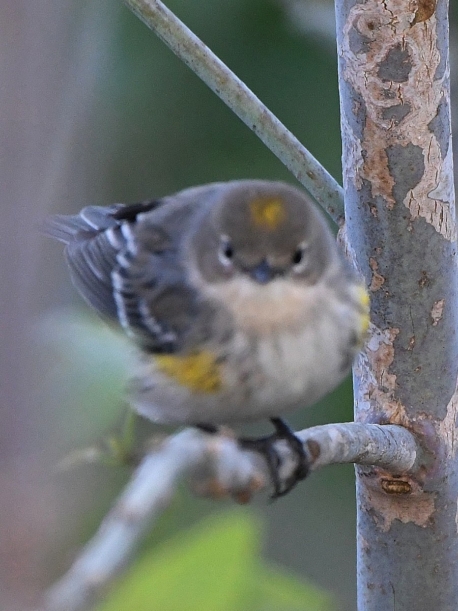 Yellow-rumped Warbler - ML627135789