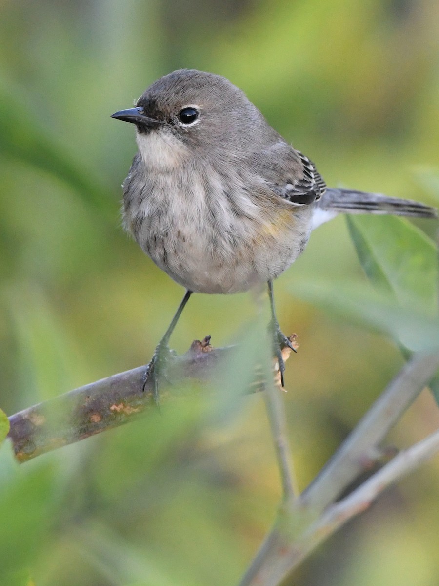 Yellow-rumped Warbler - ML627135792