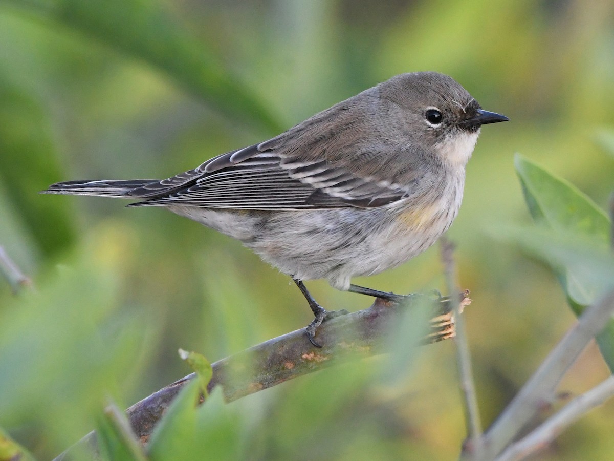 Yellow-rumped Warbler - ML627135793