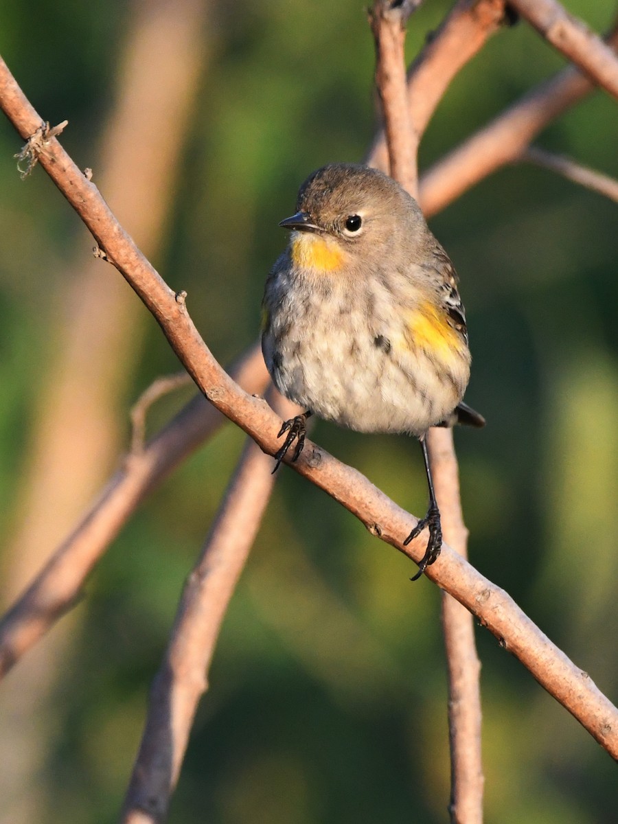 Yellow-rumped Warbler - ML627135794