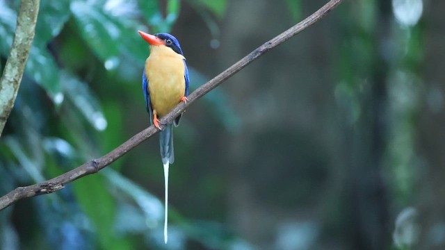 Buff-breasted Paradise-Kingfisher - ML627135807