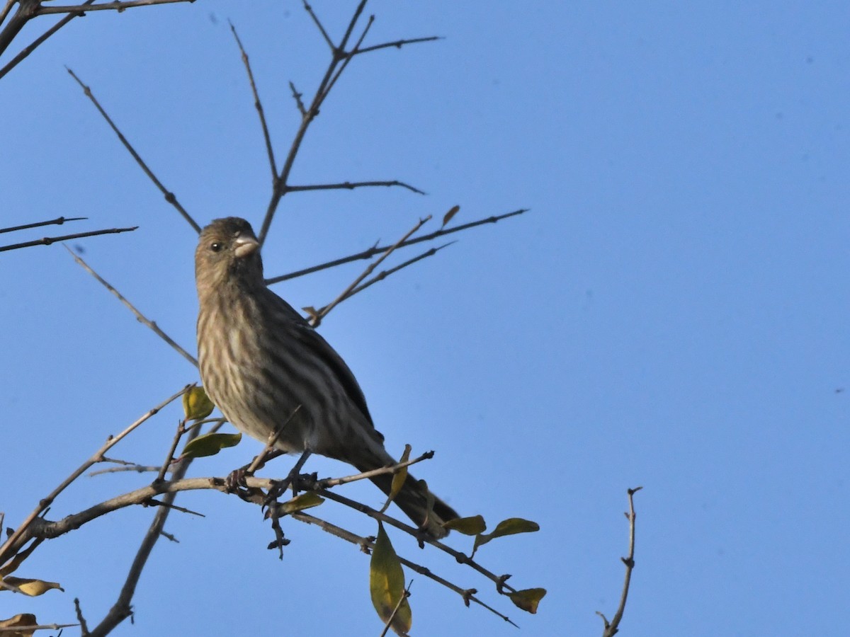 House Finch - ML627135815