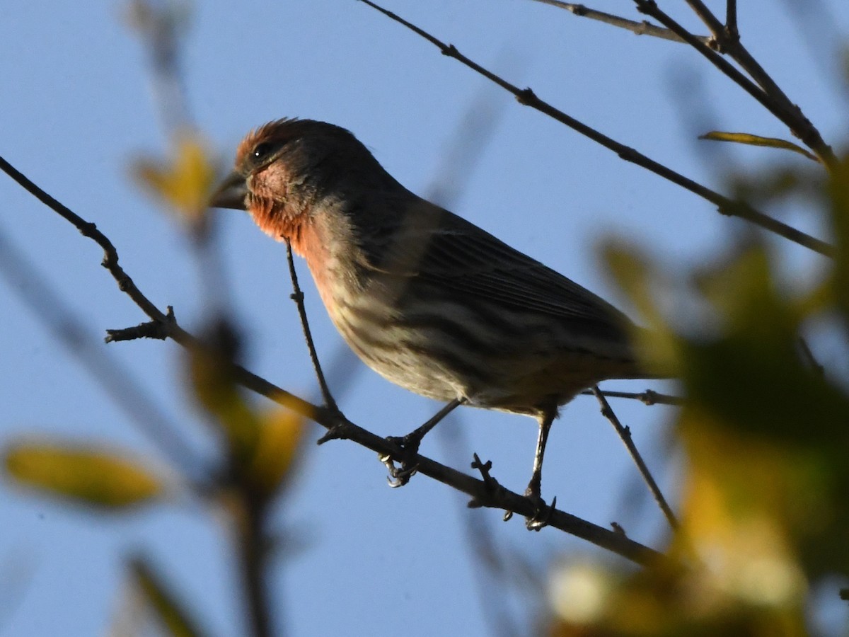 House Finch - ML627135816