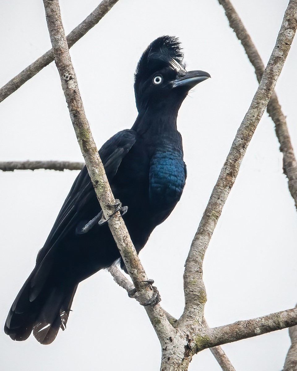 Amazonian Umbrellabird - ML627136072