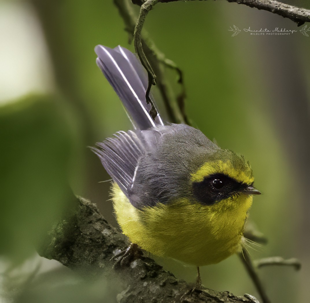 Yellow-bellied Fairy-Fantail - ML627136346