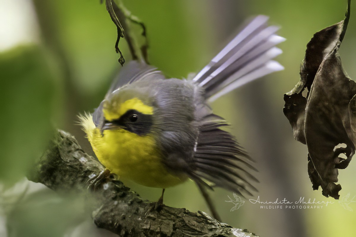 Yellow-bellied Fairy-Fantail - ML627136347