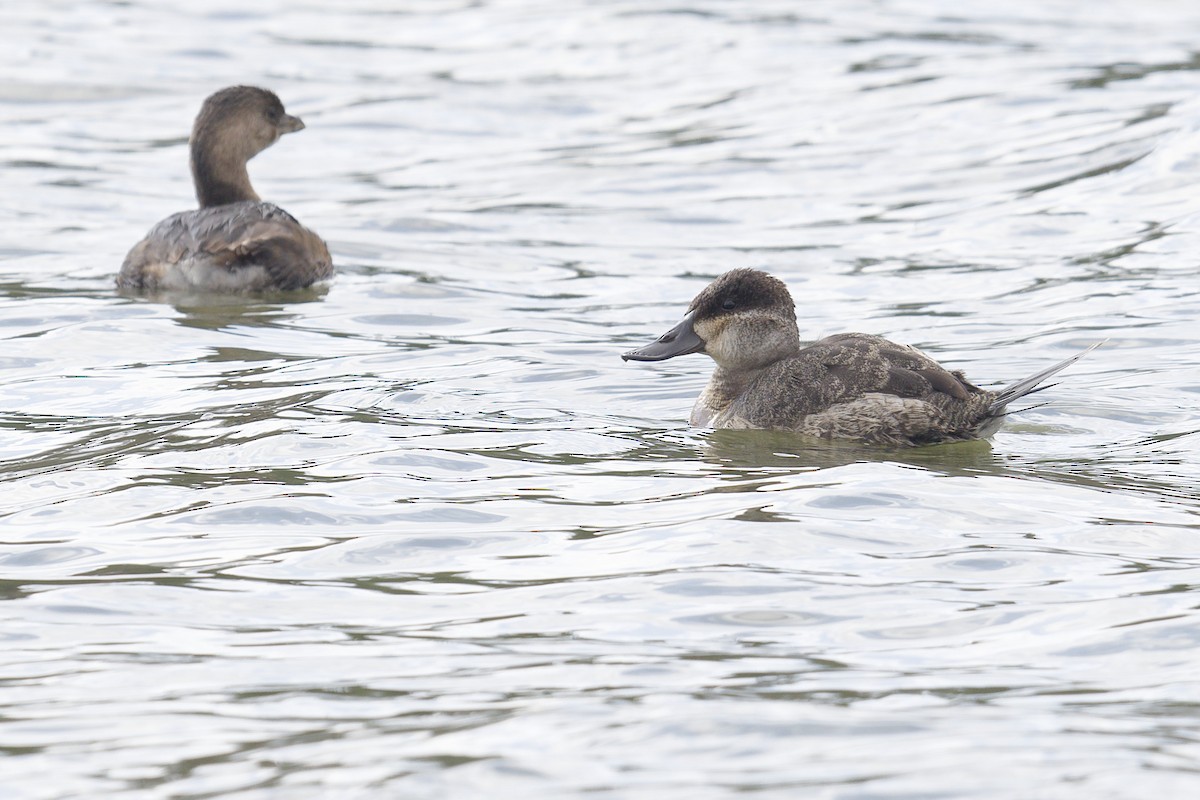 Ruddy Duck - ML627136431