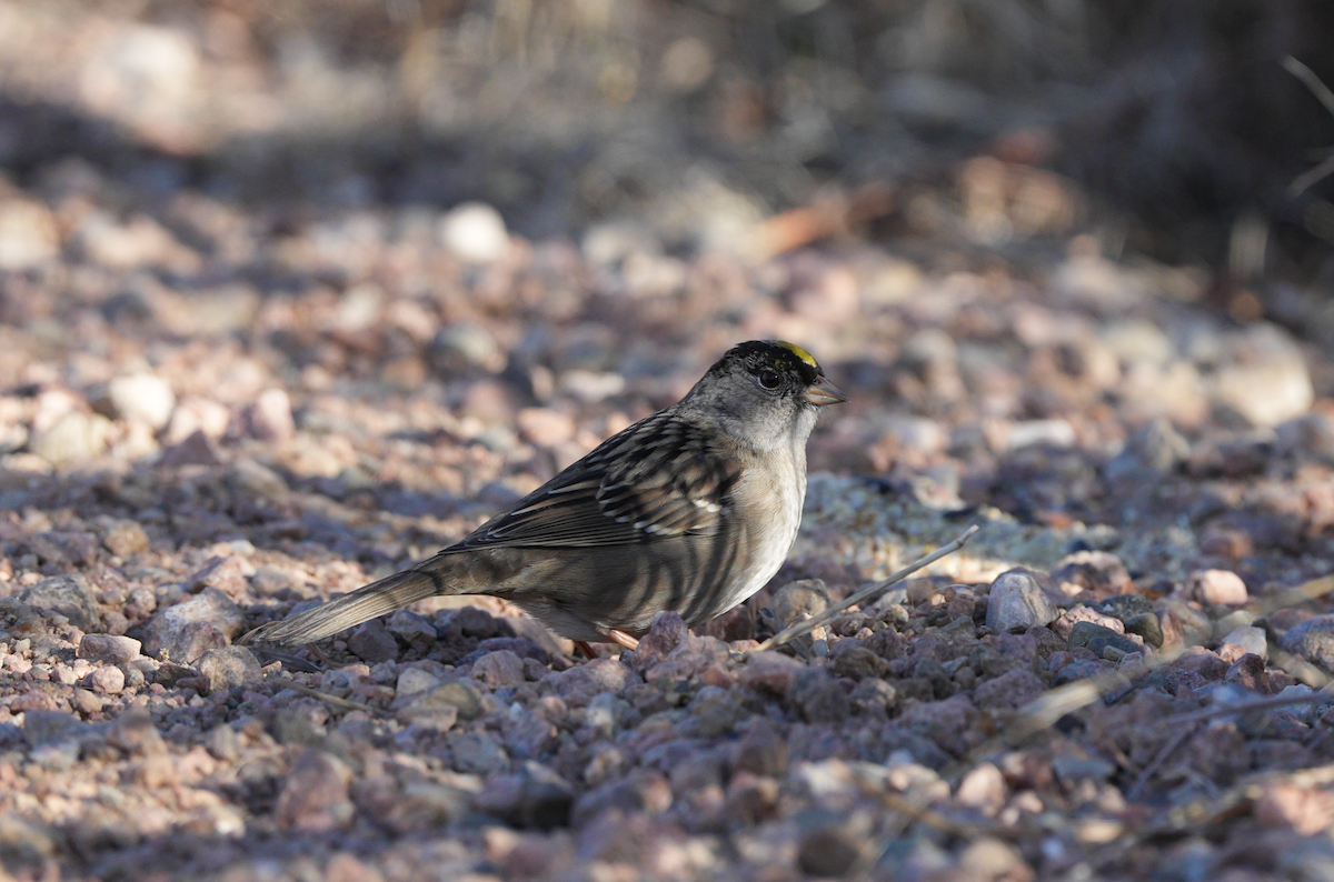 Golden-crowned Sparrow - ML627137152