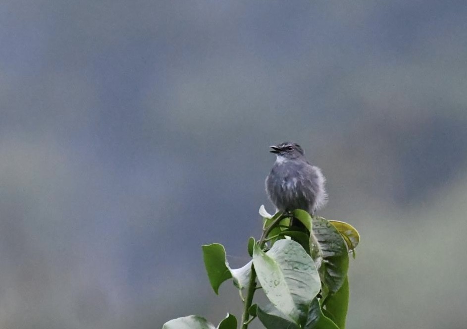 Dusky-blue Flycatcher - ML627137201