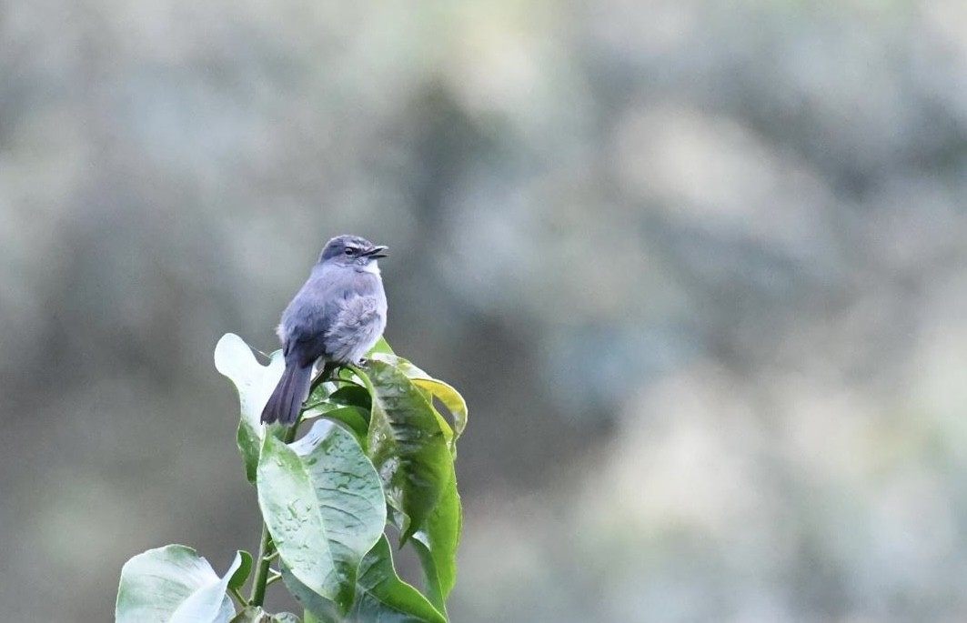 Dusky-blue Flycatcher - ML627137202