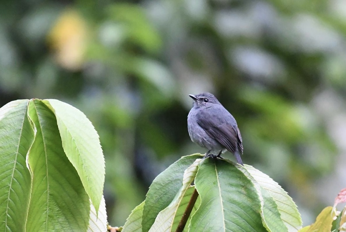 Dusky-blue Flycatcher - ML627137203