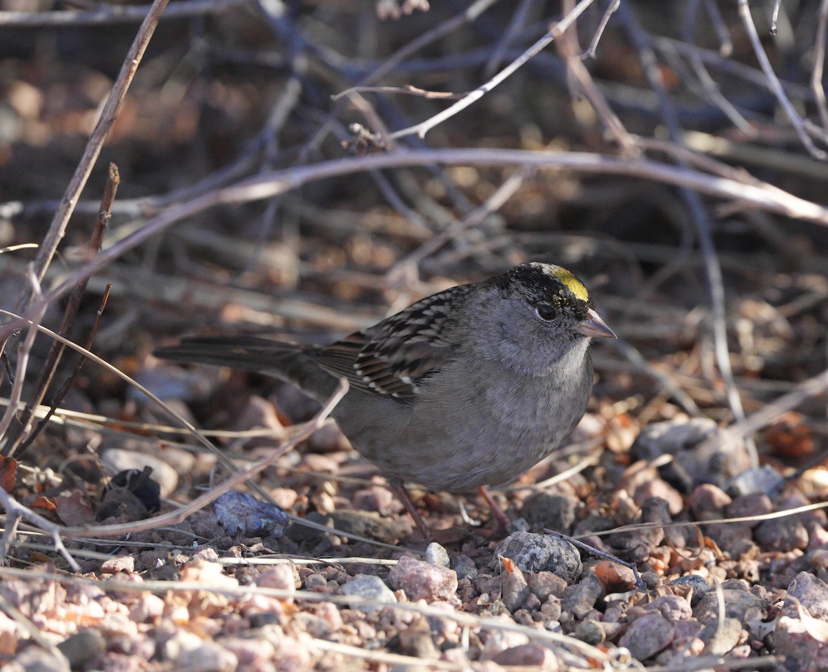 Golden-crowned Sparrow - ML627137219