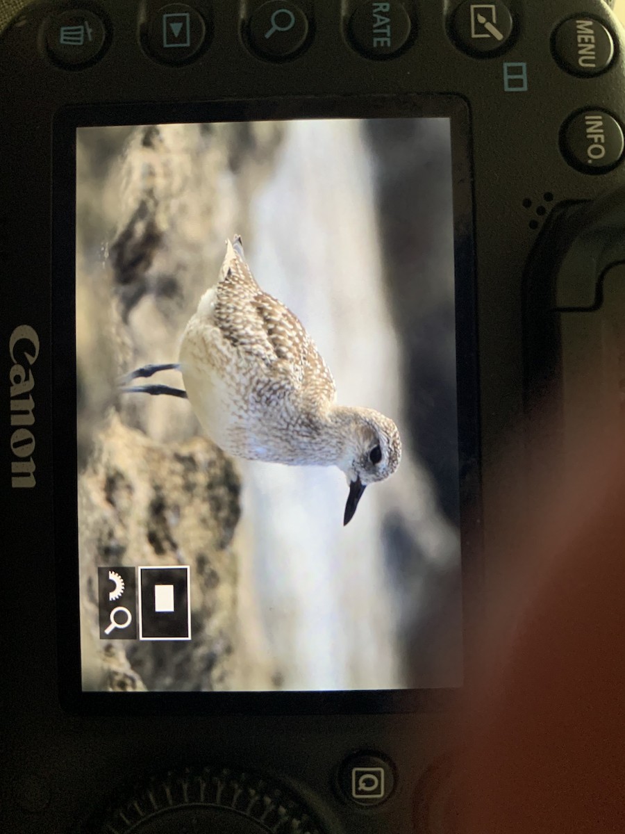 American Golden-Plover - ML627137543