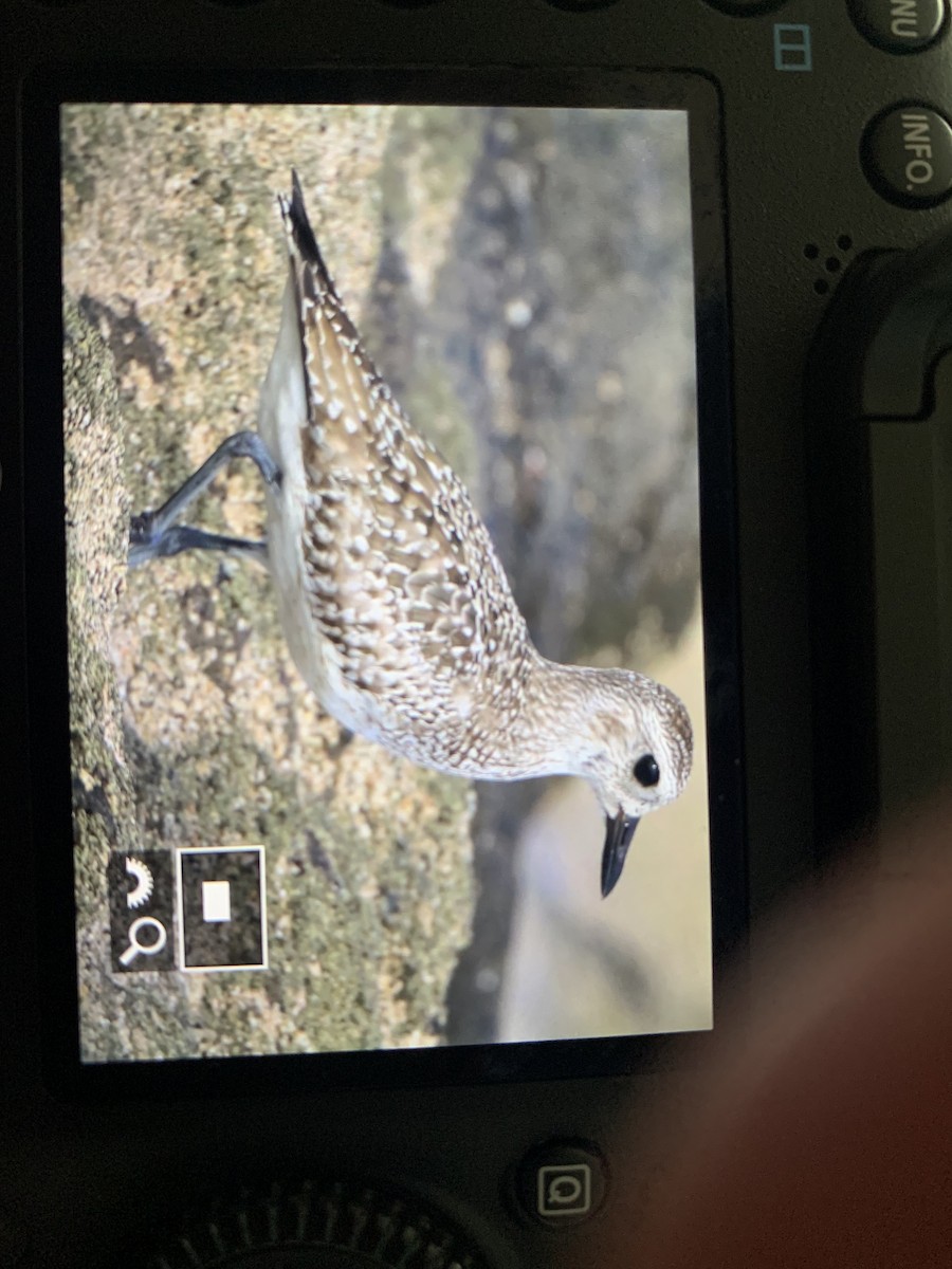 American Golden-Plover - ML627137544