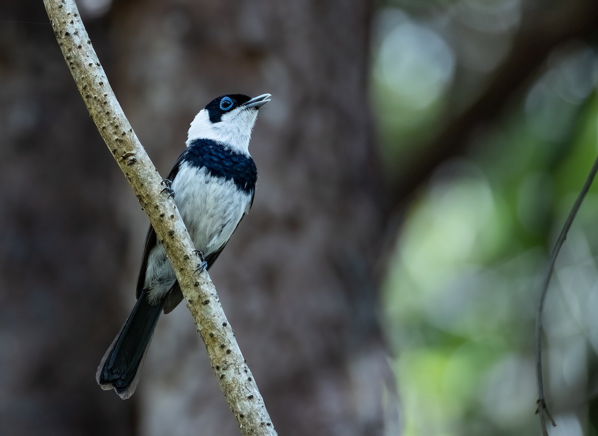 Pied Monarch - ML627137606