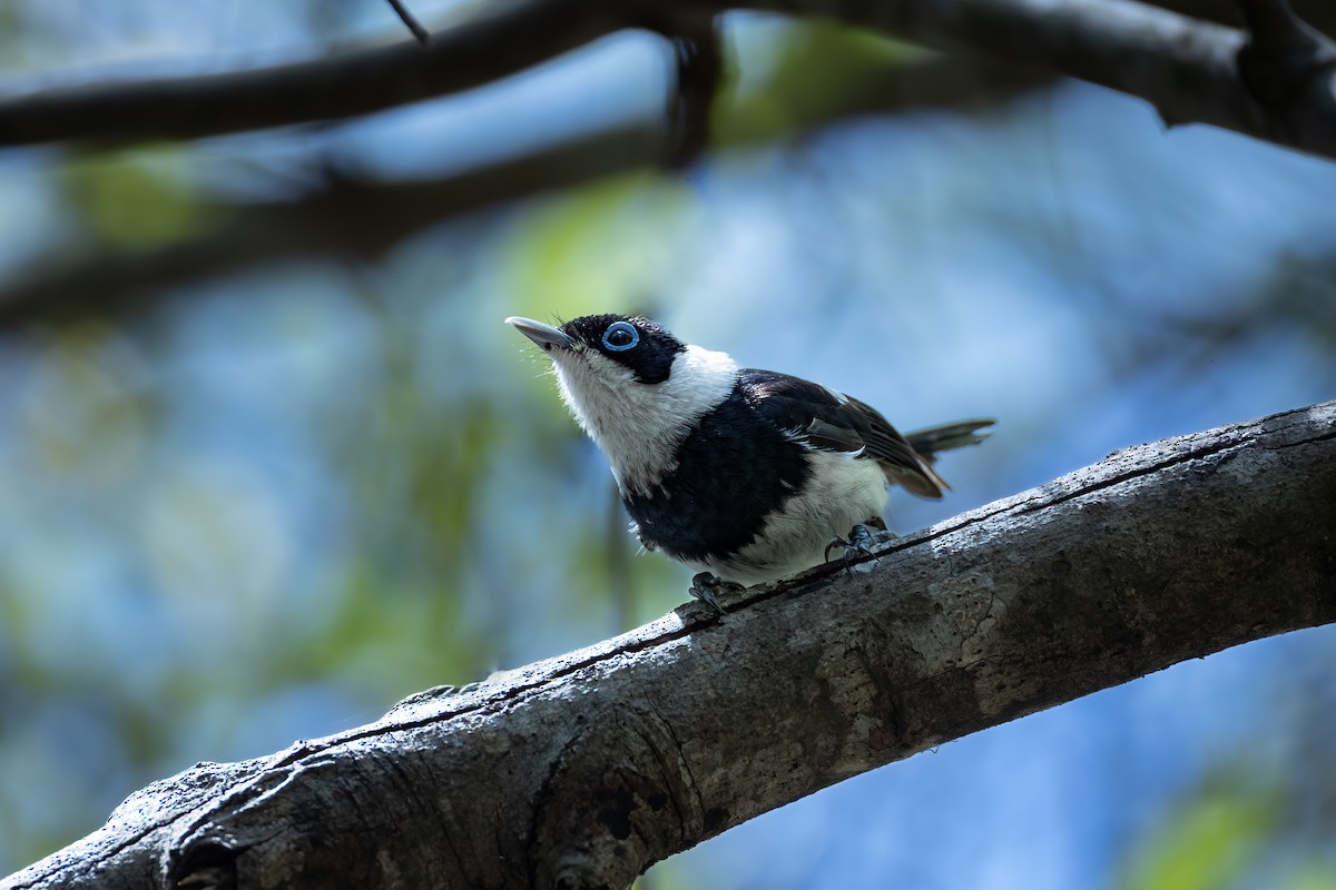 Pied Monarch - ML627137636