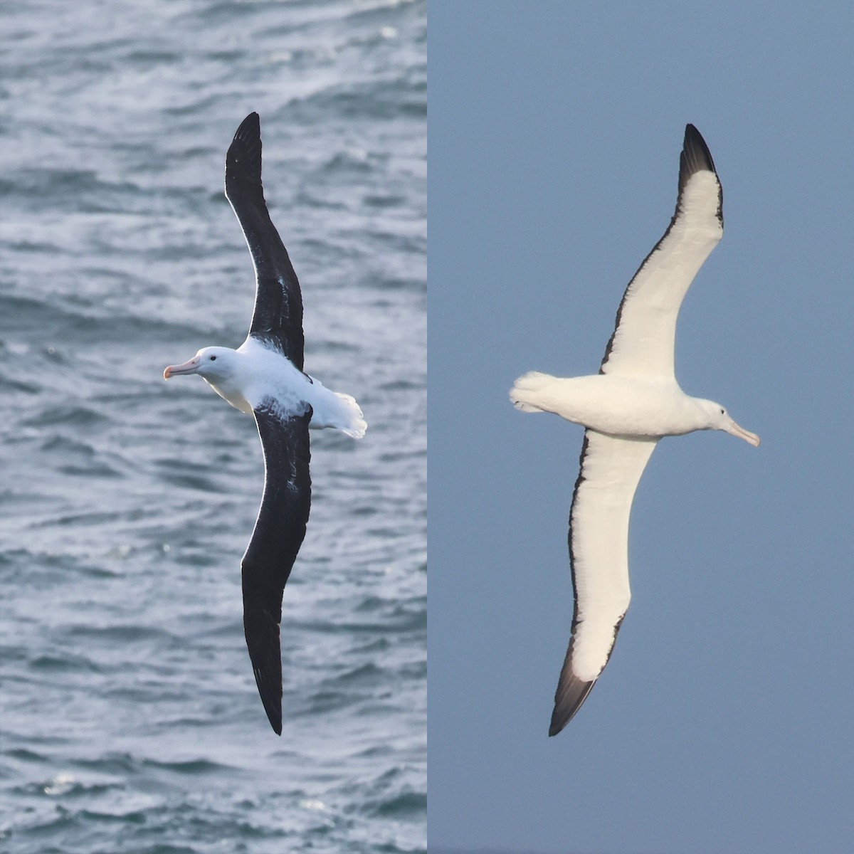 Northern/Southern Royal Albatross - ML627137941