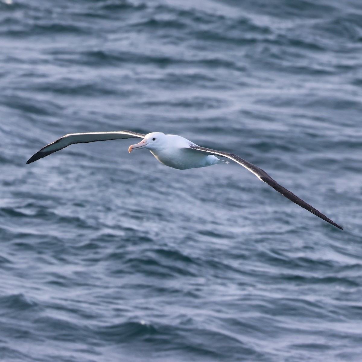 Northern/Southern Royal Albatross - ML627137957