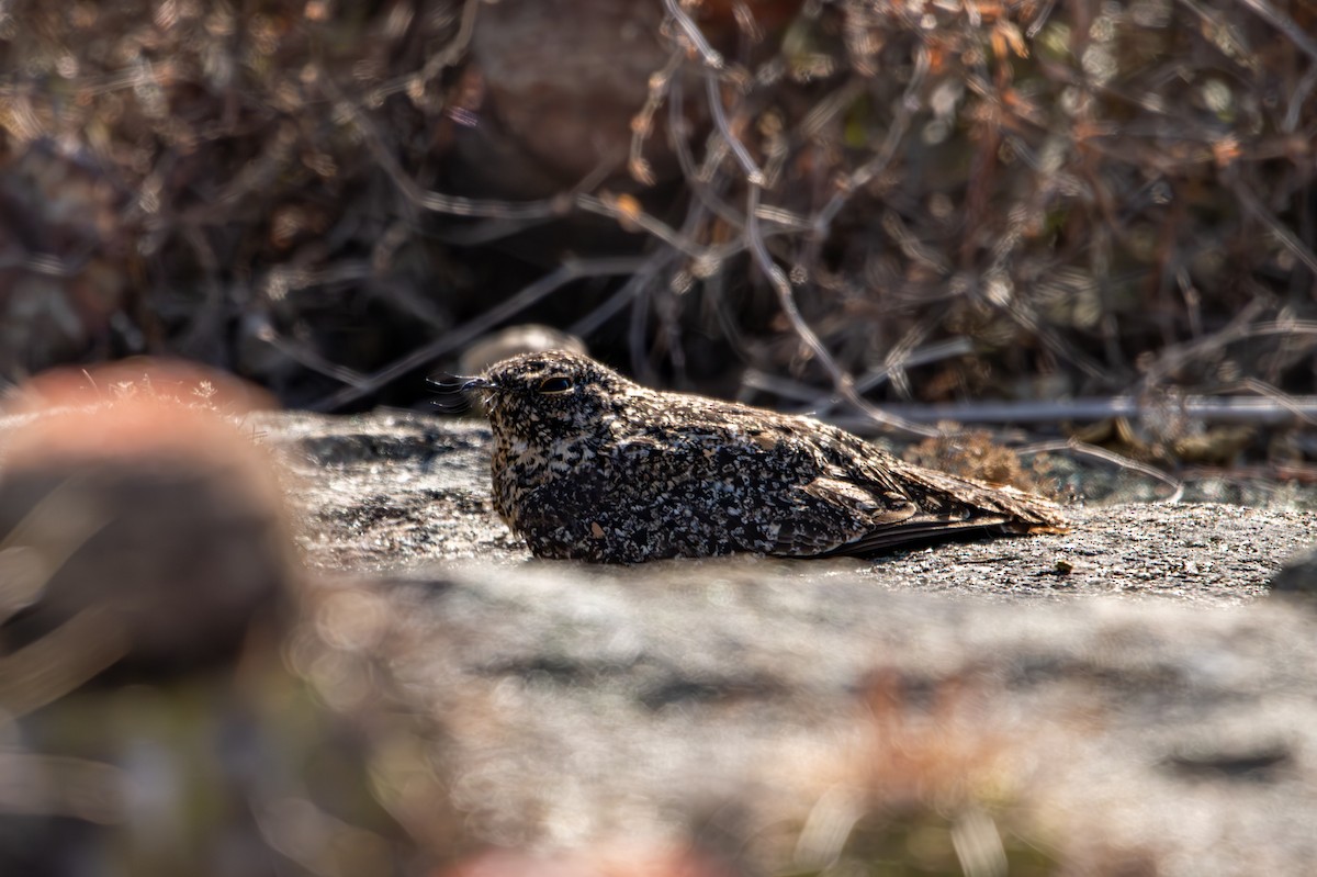 Pygmy Nightjar - ML627138478