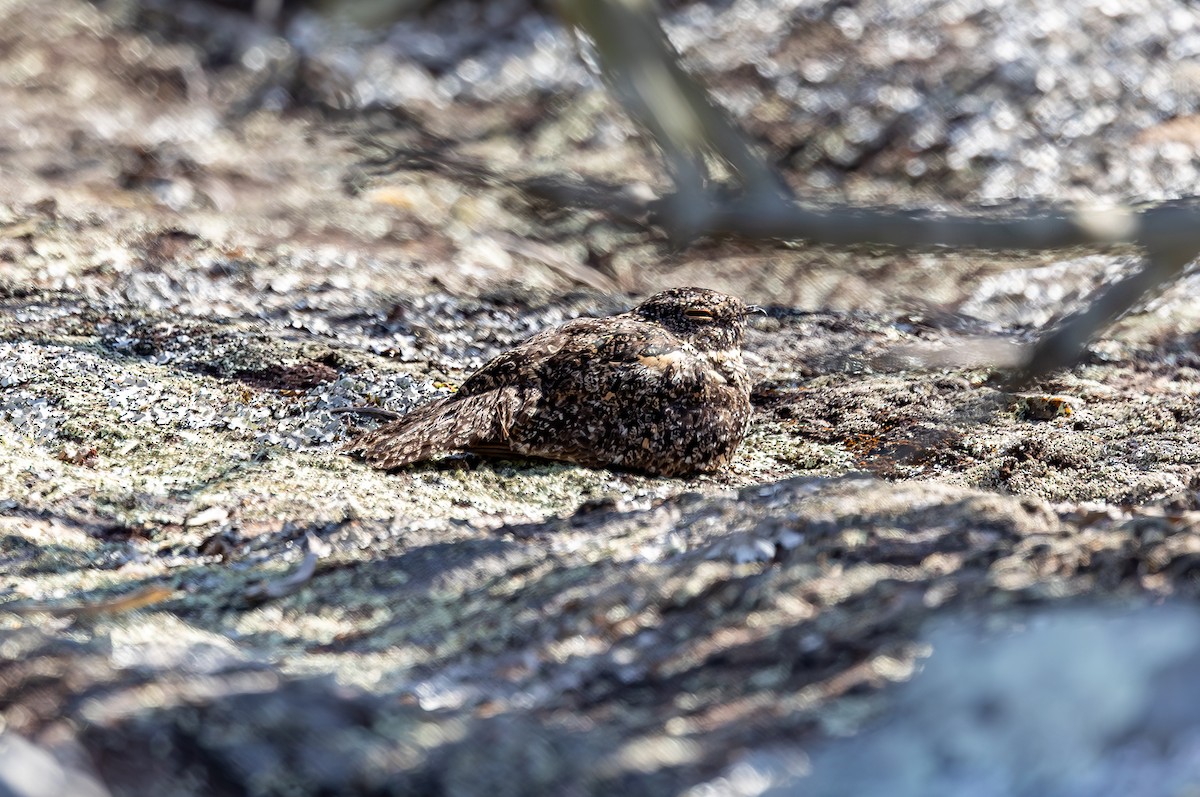 Pygmy Nightjar - ML627138479