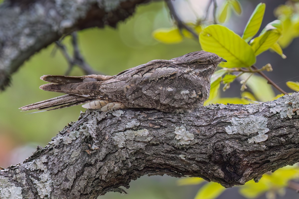 Pennant-winged Nightjar - ML627138623