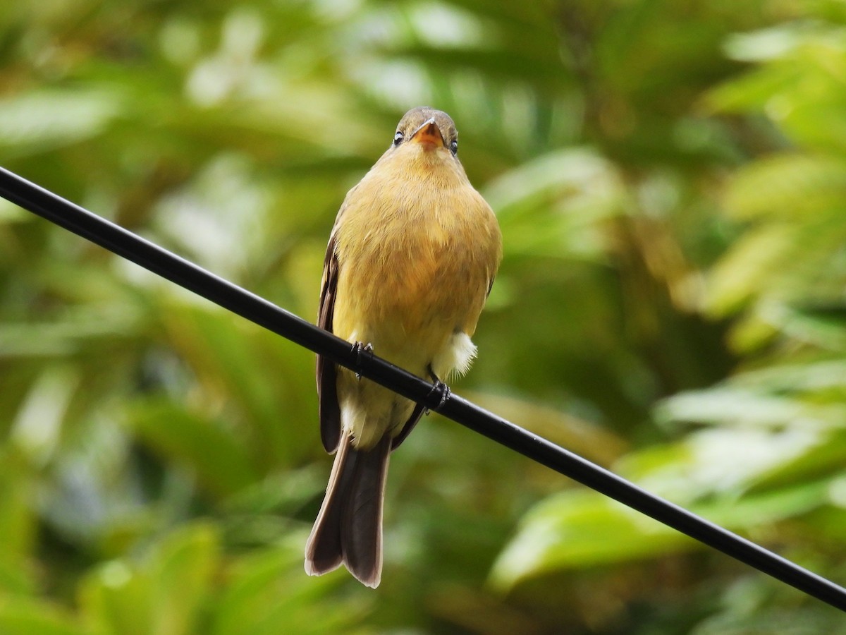 Ochraceous Pewee - ML627138632