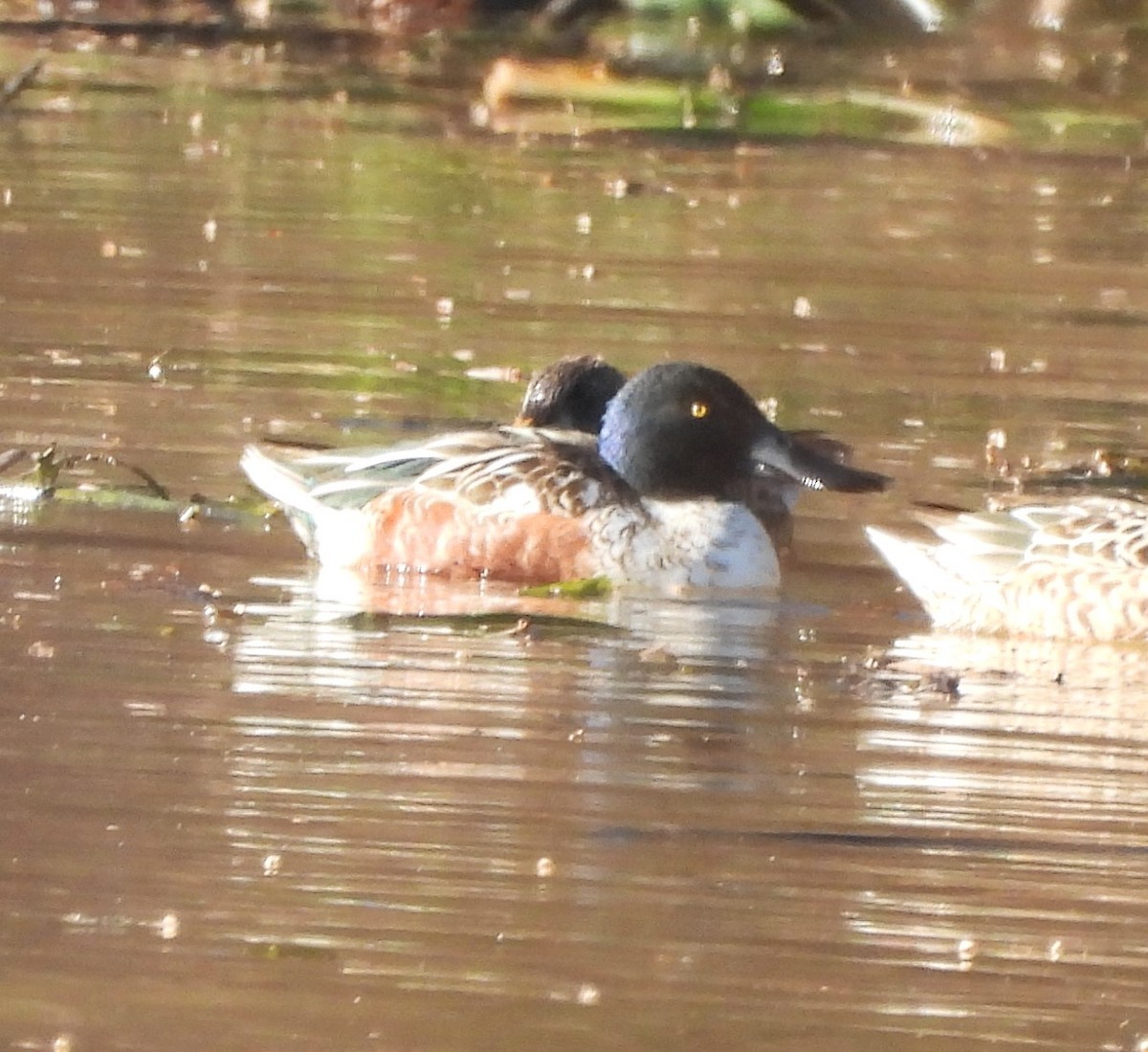 Northern Shoveler - ML627138713