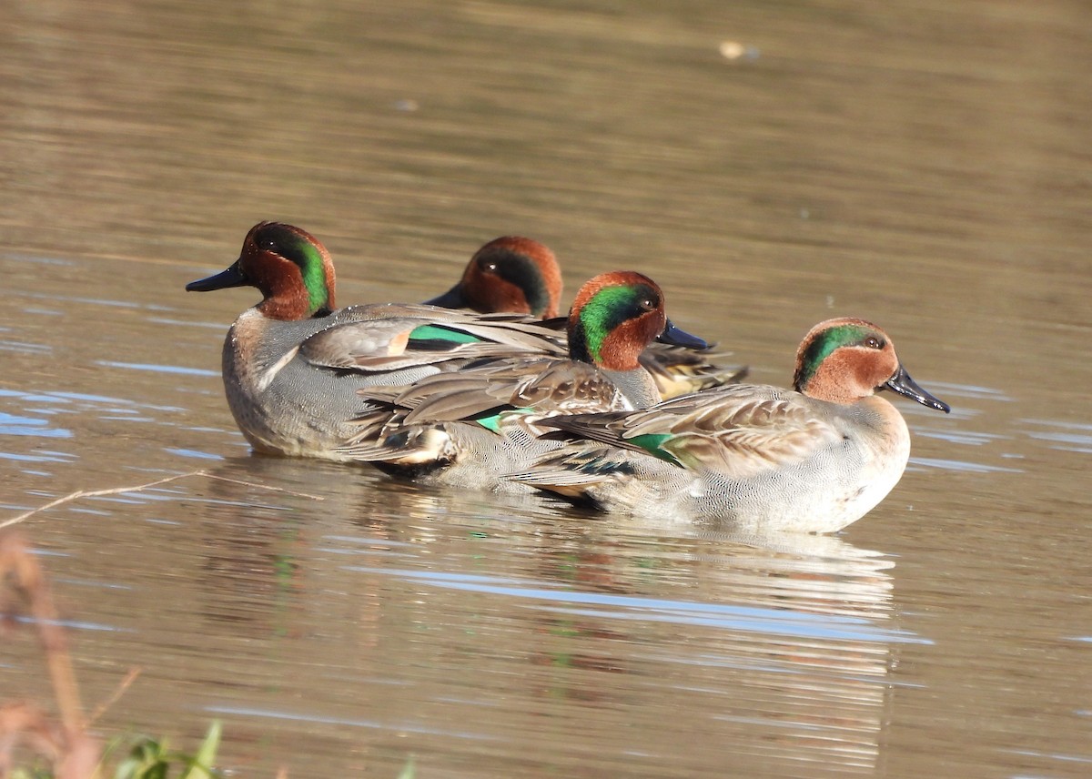 Green-winged Teal - ML627138735