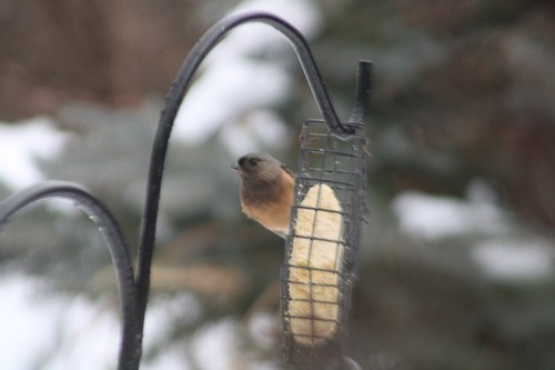 Mésange bicolore - ML627138757