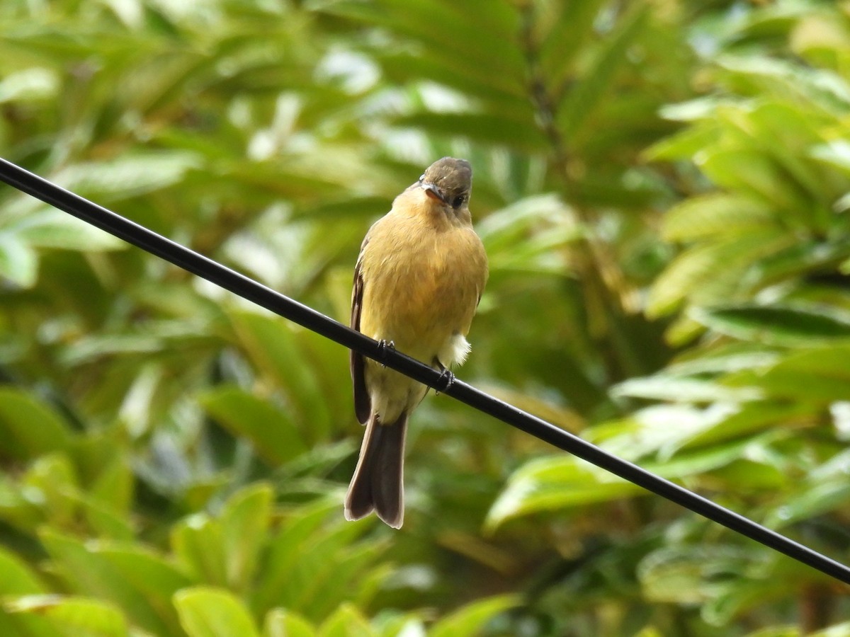 Ochraceous Pewee - ML627138772