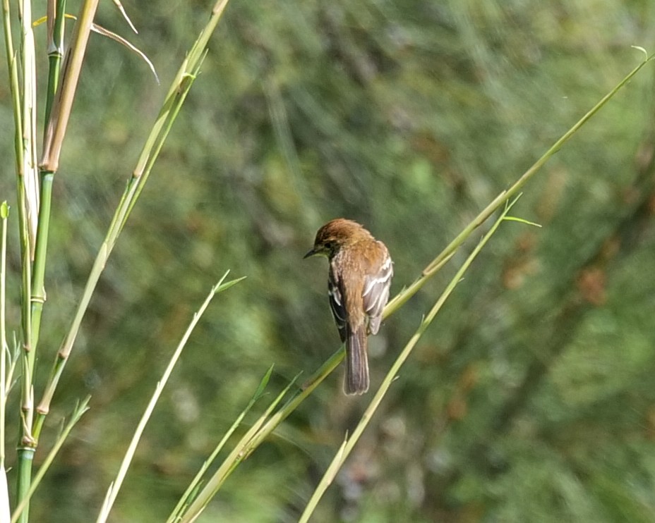 Bran-colored Flycatcher - ML627138773