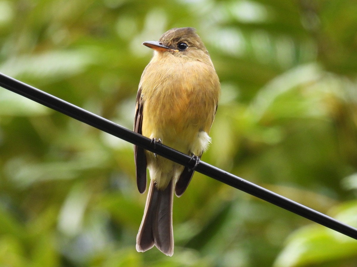 Ochraceous Pewee - ML627138786