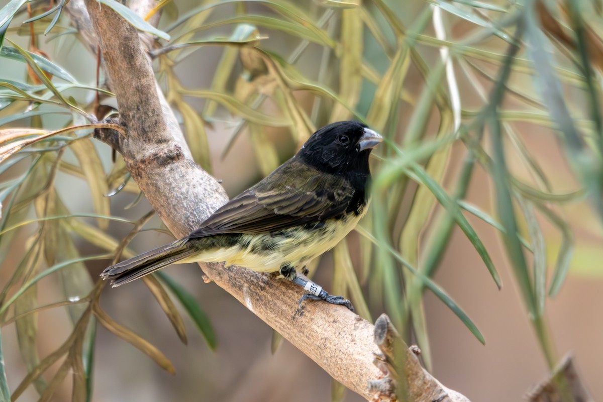 Yellow-bellied Seedeater - ML627138804
