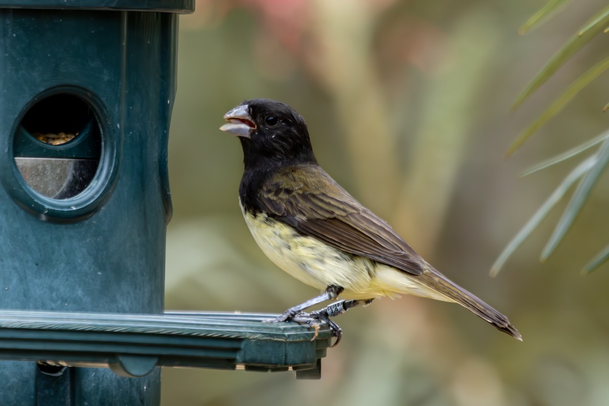 Yellow-bellied Seedeater - ML627138805