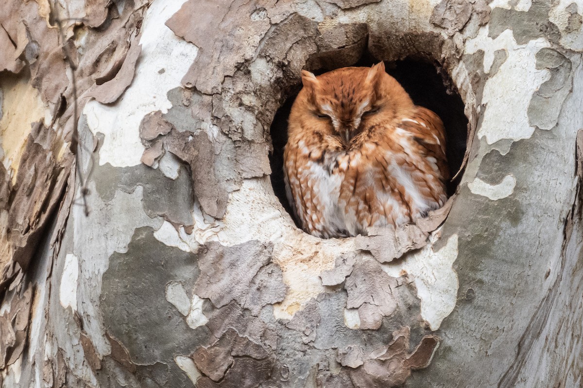 Eastern Screech-Owl - ML627139002