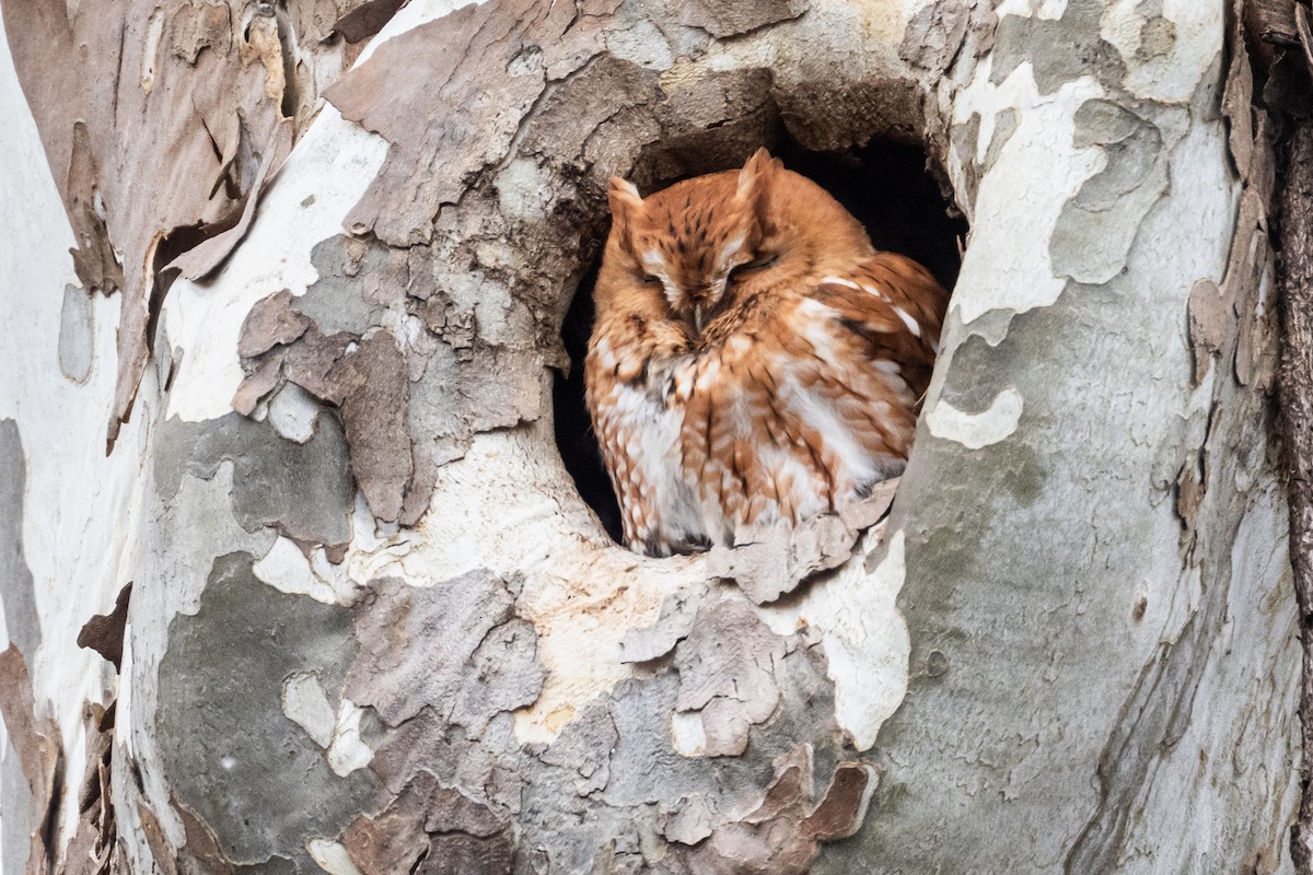 Eastern Screech-Owl - ML627139003