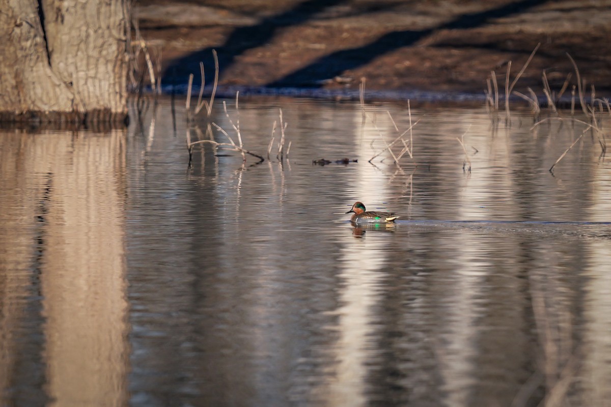 Green-winged Teal - ML627139049