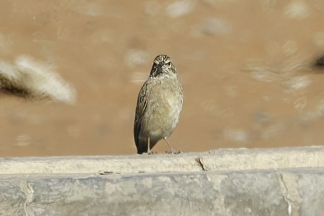 Lark-like Bunting - ML627139164