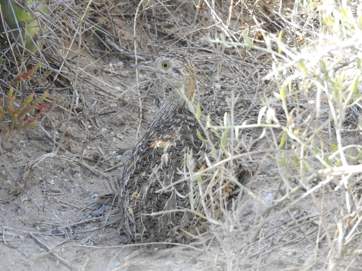Spotted Nothura - ML627139166