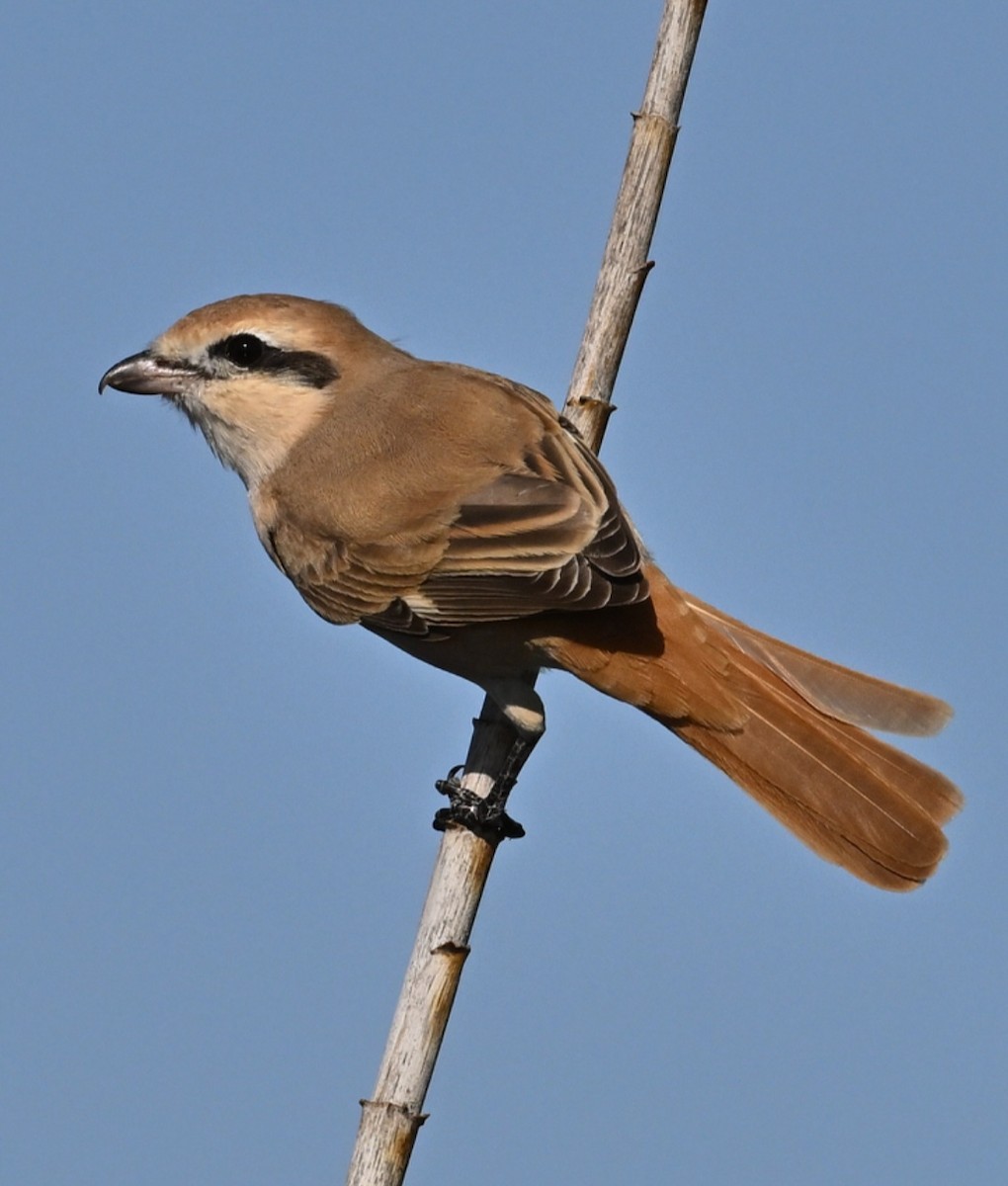 Red-tailed Shrike - ML627139174